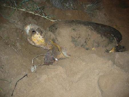 Das ist unsere 45cm grosse Schildkroete beim Eier legen
