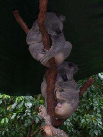 Was fuern Leben, 20 Stunden am Tag schlafen, den Rest der Zeit essen, Koala muesste man sein...