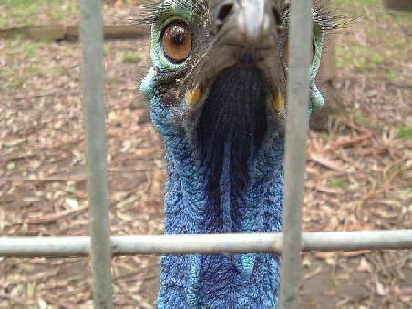 Suesse Voegel haben sie in Australien!
