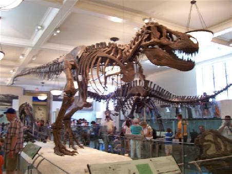 n Tyrannus-Saurus-Rex, jedem wohlbekannt aus Blockbustern wie "Jurassic Park" und "Einem Land vor unserer Zeit"