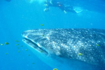 Hier sieht man gut die Groessenverhaeltnisse von Whaleshark zu popligen Taucher.