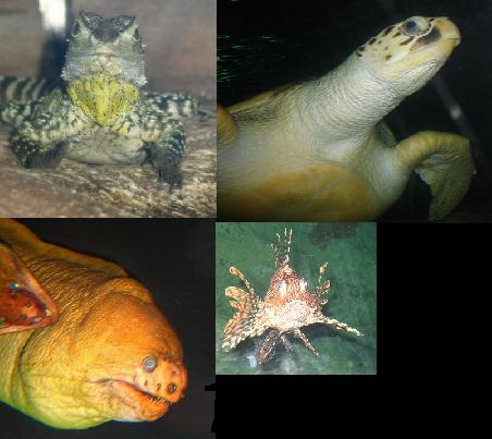 Einige der Bewohner im Aquarium von Sydney.