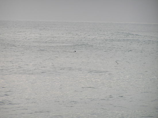 Ganz klein kann man sie sehen, die Rückenflosse und es ist kein Hai!