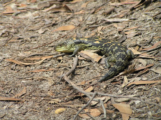 Diese ca. 30 cm große Echse hat uns beide ziemlich erschreckt als wir Ahnungslos durchs gebüsch gewandert sind