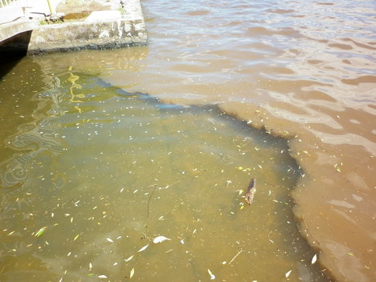 Leider sieht man hier die Verschmutzung des "Lake Burley Griffin" eine Folge der starken Regenfälle und Überflutungen nördlich von Canberra.