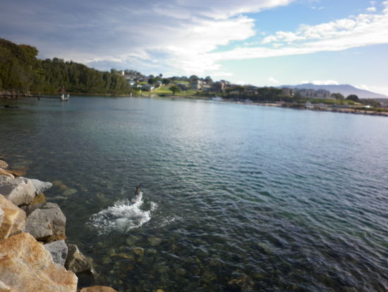 Hier hatte sich ein Wallaby im Wasser verirrt. Im Hintergrund kann man das kleine Städtchen erahnen.