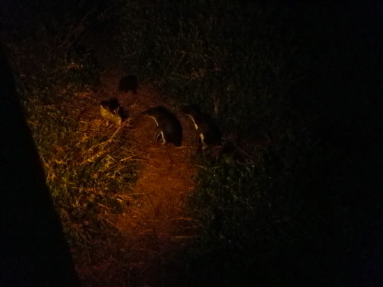 da sind die kleinen Dinger!