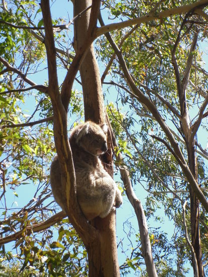Hat schon was von einem Teddy Bär oder?