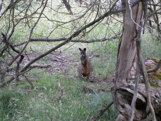 Wallabys gab es auch zu sehen.