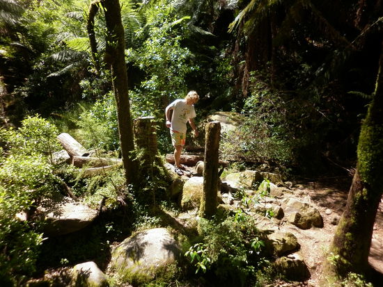 Auf dem Weg zu den Wasserfällen kamen wir durch den echten australischen Busch