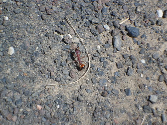 Mir sind Spinnen lieber als diese kleinen Freunde. Ameisen so groß wie mein großer Zeh und tun auch noch höllisch weh!