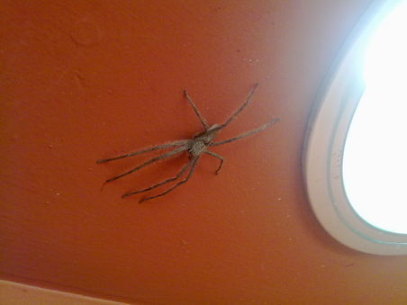 Mit dabei auch ein paar kleine Freunde aus der Wüstentierwelt:
die Huntsman Spider, ungiftig, aber äußerst haarig und bis zu Handflächengroß jagt sie ohne Netz andere Insekten und sogar kleine Geckos.