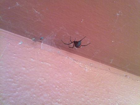 Die Redback Spider, Verwandte der Schwarzen Witwe. Relativ klein, aber hochgiftig, kann sie mit einem Biss ein Kleinkind töten und bei schlechter Behandlung auch einem Erwachsenen gefährlich werden, allerdings ist seit der Entwicklung des Gegengifts seit 20 Jahren niemand mehr gestorben.