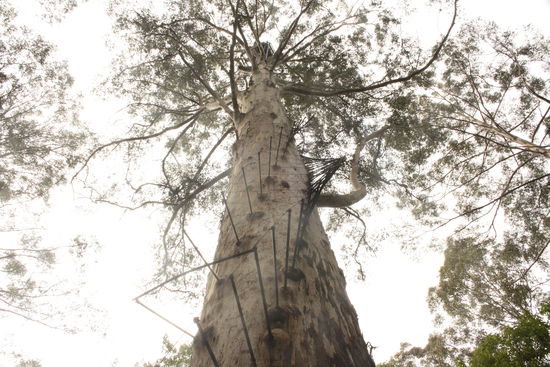 Der Baum war mit dieser Art von "Leiter" zu erklimmen