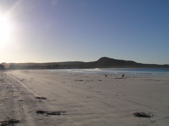 Diese Känguru sind netterweise mit mir am Strand gejoggt, phänomenal.
