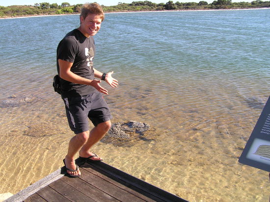 Der, wie ein Unterwasserkuhfladen aussehende, Stromatolithenhaufen liegt dort schon seit 3400 Jahren. Zum Glück gibts auch noch beeindruckendere Dinge in Australien 