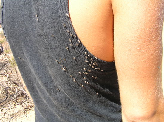 Es wurde auch für uns Outbackerfahrene bald zu viel: Fliegen, überall Fliegen!! Schnell raus hier!