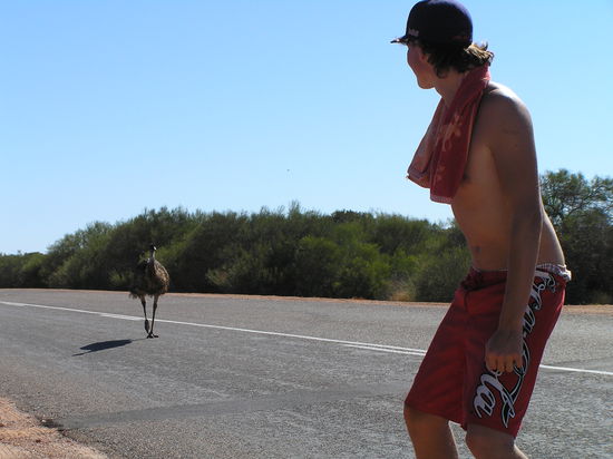Nach dem enttäuschenden Ausflug nach Monkey Mia konnten wir zu mindestens noch ein paar Emus auf der Straße begrüßen.