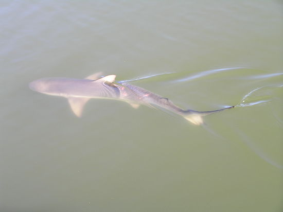 Die Hauptattraktion im Aquarium: Haifischfütterung