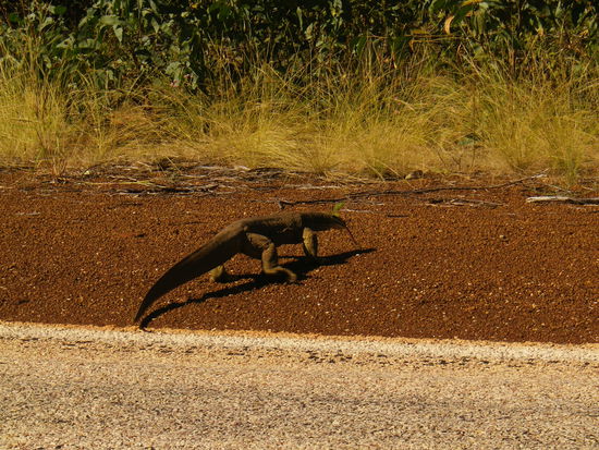 Dieses 1,5m Monster kennen wir schon aus Yulara, allerdings waren die Goannas dort nicht so riesig. Zum Glück haben wir ihn lebend gesehen, denn wenn man hier Tiere sieht liegen sie meistens tot am Straßenrand.