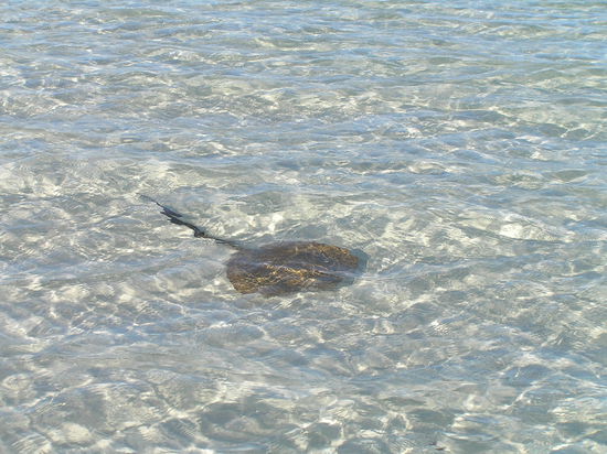 Rochen waren auch zu Besuch. Leider konnte ich die kleinen Riffhaie nicht richtig aufs Bild bekommen.