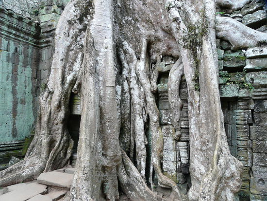 Unglaublicher Thomb Raider Tempel Ta Prohm