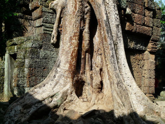 Tempel im Wuergegriff der Natur