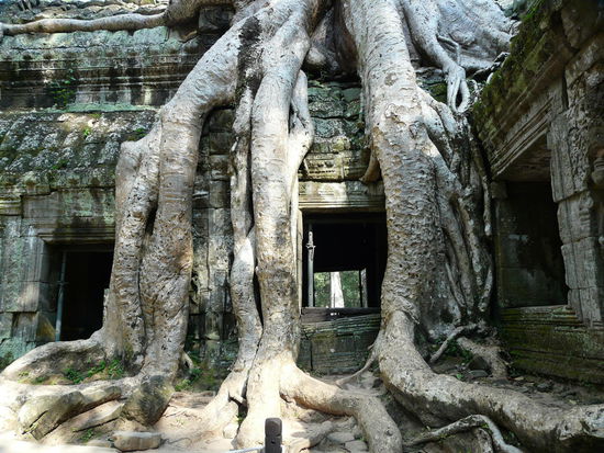 Warscheinlich der am haeufigsten fotografierte Baum im Land