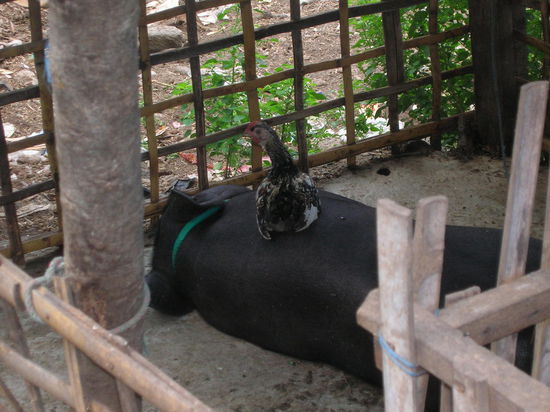 Alle sind ganz entspannt auf Bali  --unten Schwein, obendrauf Huhn