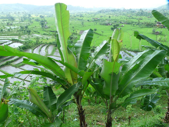 Noch regnet es aber schoen gruen ist es!!!