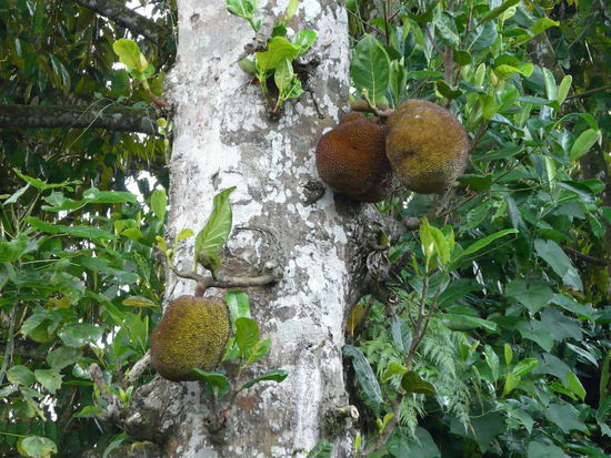 Lecker Jackfuit, gibt es heute zum Abendbrot