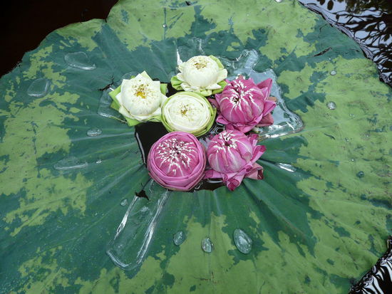 Lotus - mit selbigem Effekt, warum hab ich das nicht im Badezimmer?? Das Leben koennte so viel leichter sein.