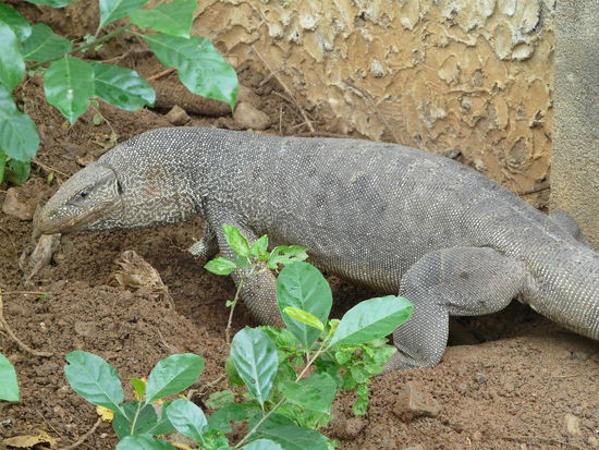 Diesen Burschen haben wir auf dem Weg getroffen