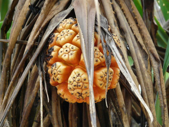 Früchte...Fledermäuse lieben sie.