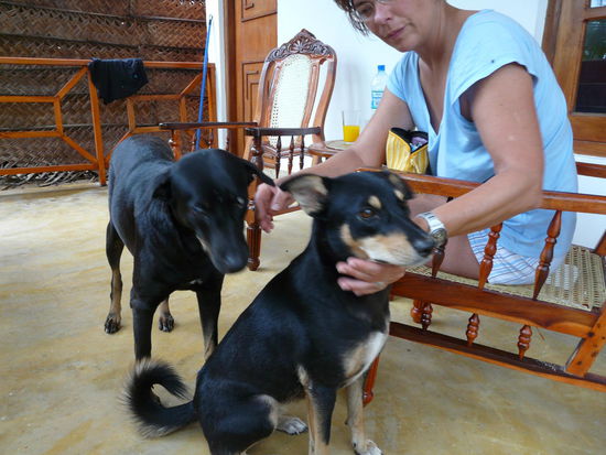 Die Cabanahunde: Lady und Trixie