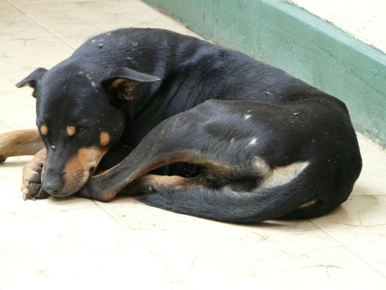 Leo der alte Platzhirsch