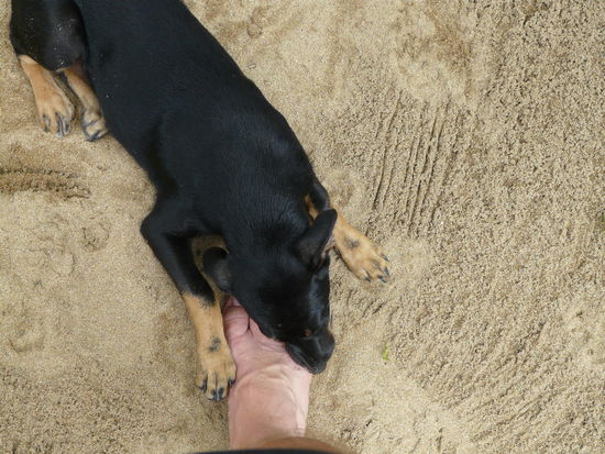 ...nagt einfach an allem