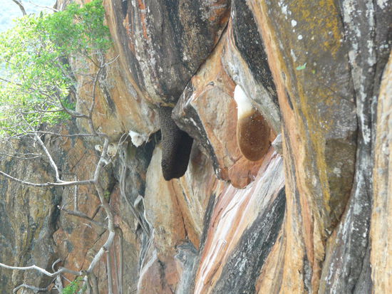 Wenn die mal wild werden 