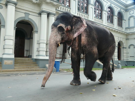 Heiliger Tempelelefant und Vorgeschmack auf morgen