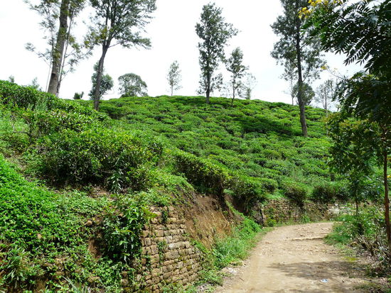 Teeplantagen auf dem Weg zum Little Adam's Peak