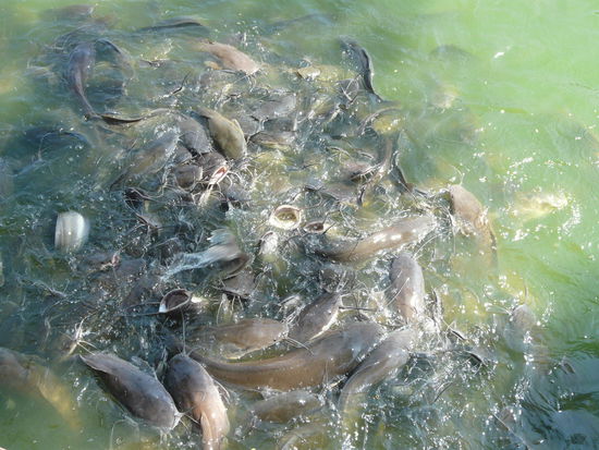 Erstmal Fische Füttern... bringt Glück!