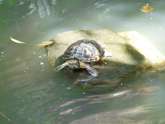 und Pauli war auch dabei