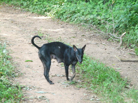 Unsere Begleitung. Einer der Lodgehunde...