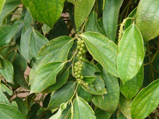 Da wo der Pfeffer wächst....