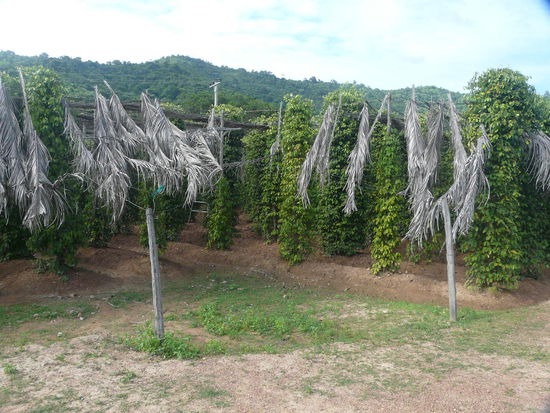 Merke: Pfefferpflanzen mögen keine Sonne...