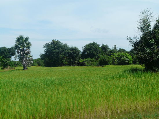 Grüne Idylle, Reisfelder soweit das Auge blicken kann