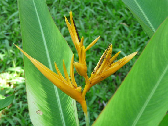 Schöne Blume - Ameisen lieben sie....