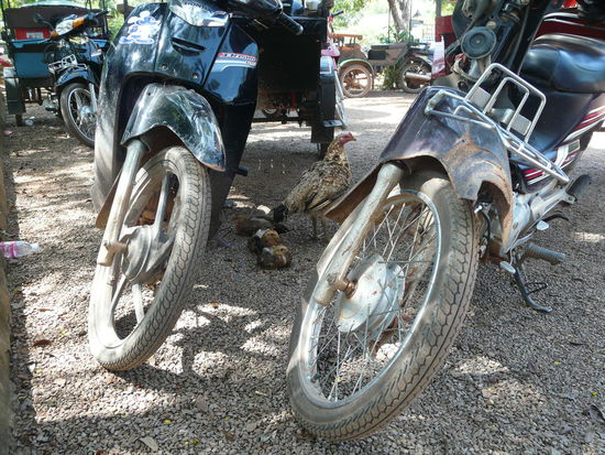 Verrückte kambodschanische Motorradhühner....