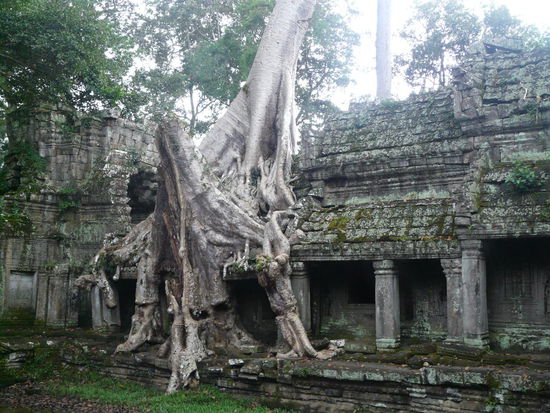 Eigentlich letzter Tempel des Tages: Preah Khan