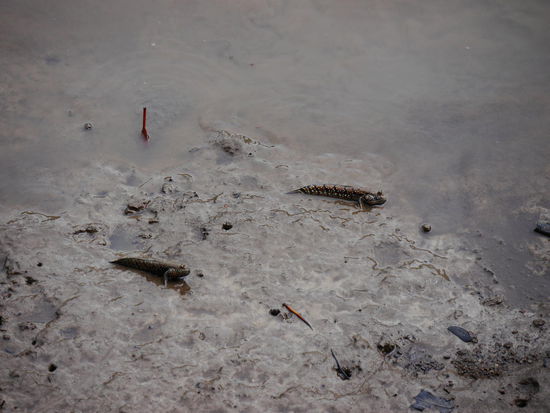 Wilde Tiere!
Schlammspringer!